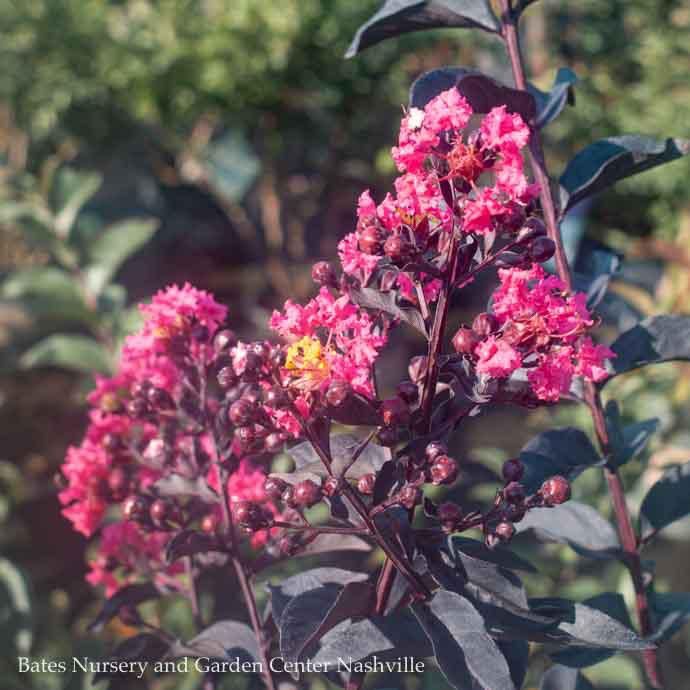 #3 Lagerstroemia Midnight Magic/ Dark Pink Dwarf Crape Myrtle