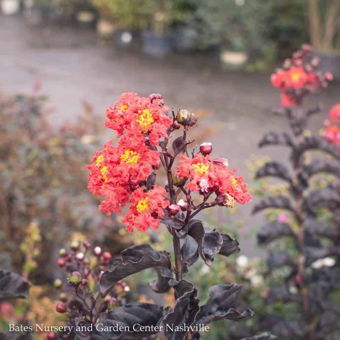 #15 Lagerstroemia Thunderstruck 'Rumblin' Red'/ Dark Leaves Crape Myrtle