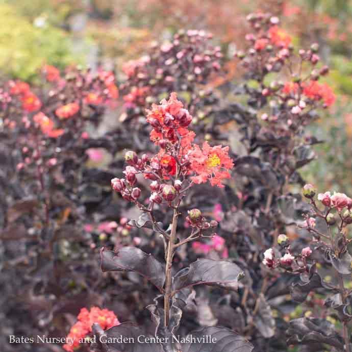 #15 Lagerstroemia Thunderstruck 'Rumblin' Red'/ Dark Leaves Crape Myrtle