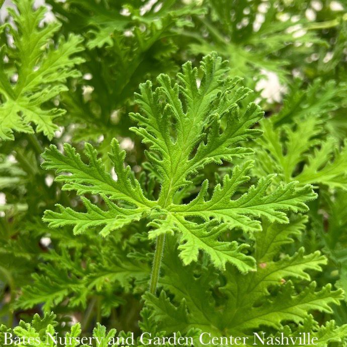 #1 Geranium Citrosa/ Mosquito Plant (Citronella) Tropical - No Warranty