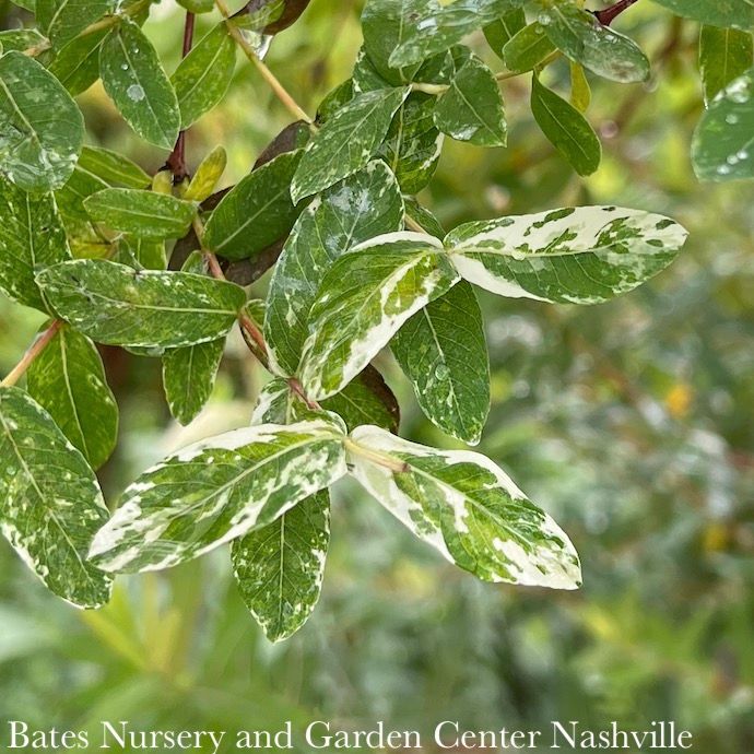 Topiary Patio Tree #5 Salix int Hakuro Nishiki/ Variegated Dappled Willow