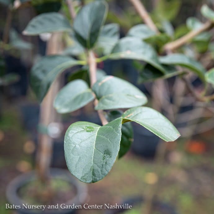 #7 Chionanthus retusus/ Chinese Fringetree