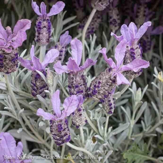 #1  Lavandula Silver Anouk/ Spanish Lavender - No Warranty