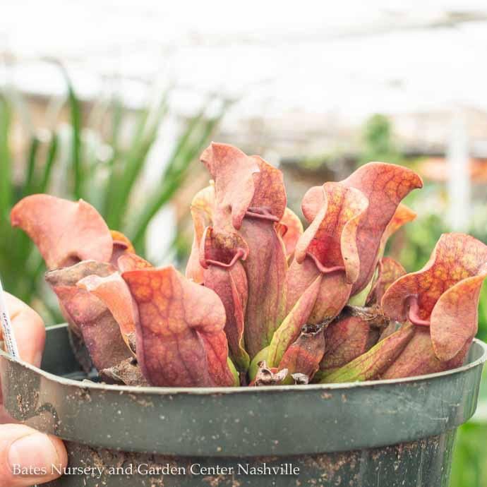 6P Carnivorous Sarracenia purpurea venosa /Pitcher Plant Tropical