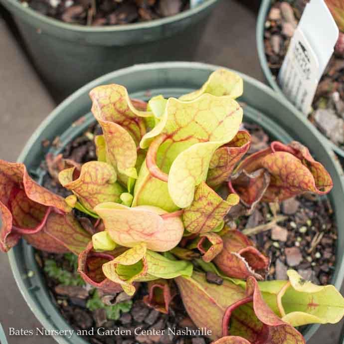 6P Carnivorous Sarracenia purpurea venosa /Pitcher Plant Tropical