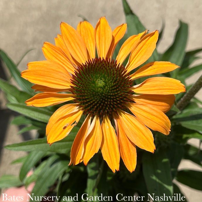 #1 Echinacea x Prima 'Ginger'/ Compact Coneflower