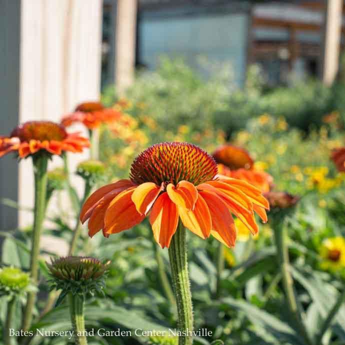 #1 Echinacea x Prima 'Ginger'/ Compact Coneflower