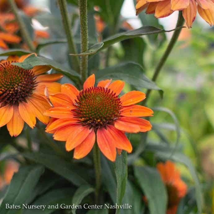#1 Echinacea x Prima 'Ginger'/ Compact Coneflower