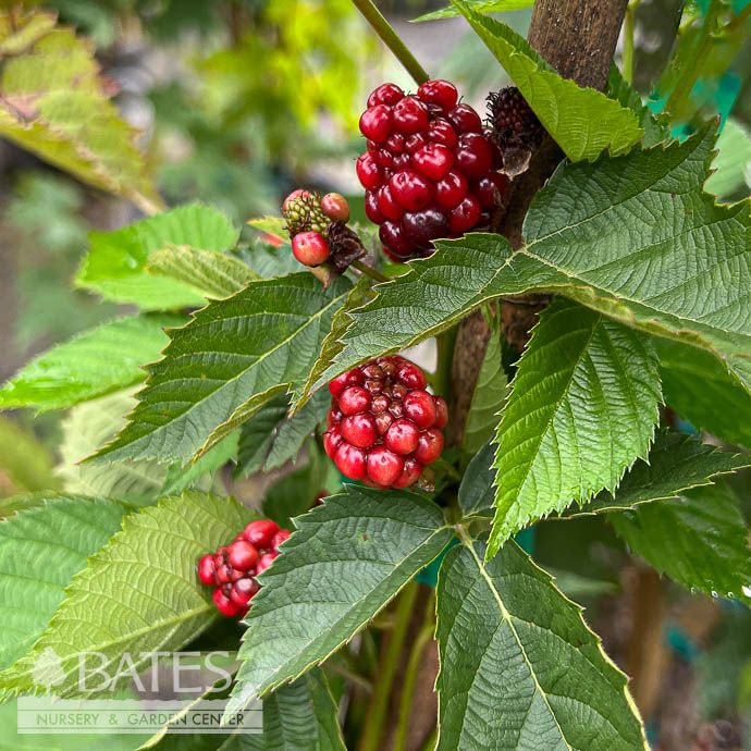Edible #2 Rubus x Natchez/ Thornless Blackberry