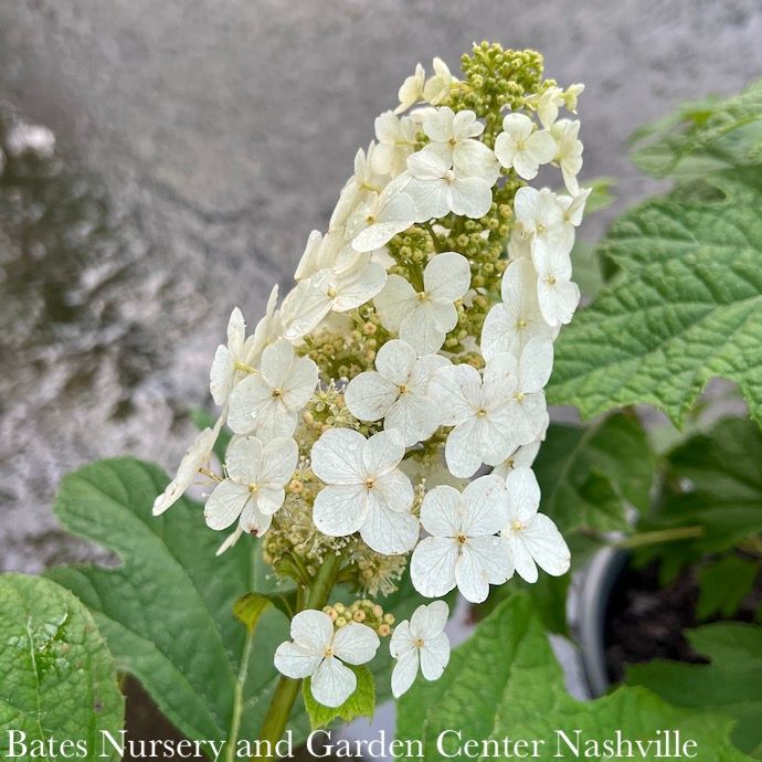 #2 Hydrangea quer PW Gatsby Gal/ White to Pink Oakleaf Native (TN)