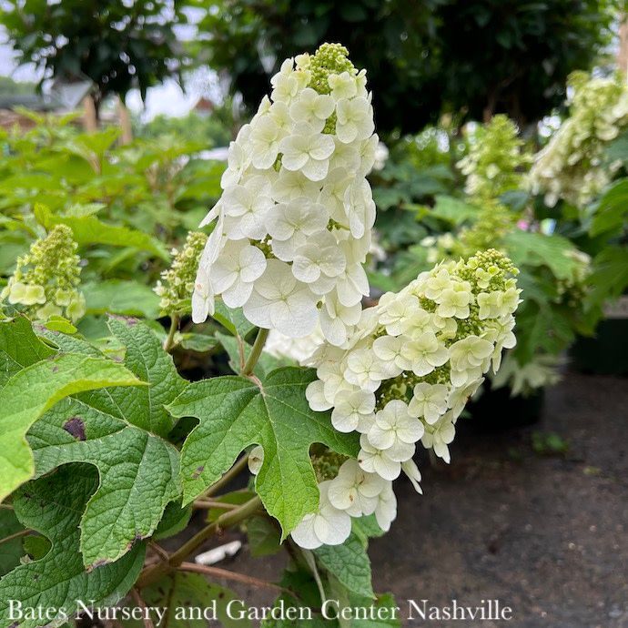 #7 Hydrangea quer Ruby Slippers/ Dwarf Oakleaf Native (TN)