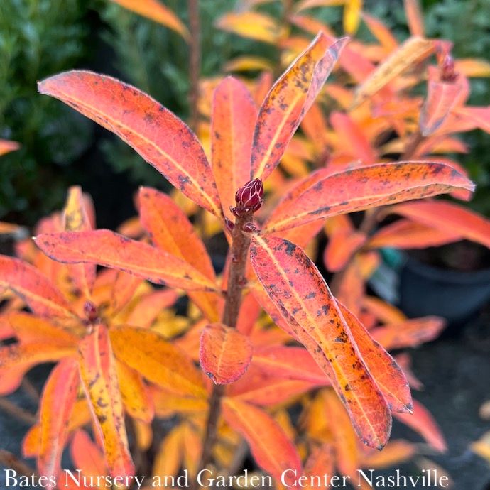 #3 Rhododendron arborescens/ Deciduous Sweet Azalea Native (TN)