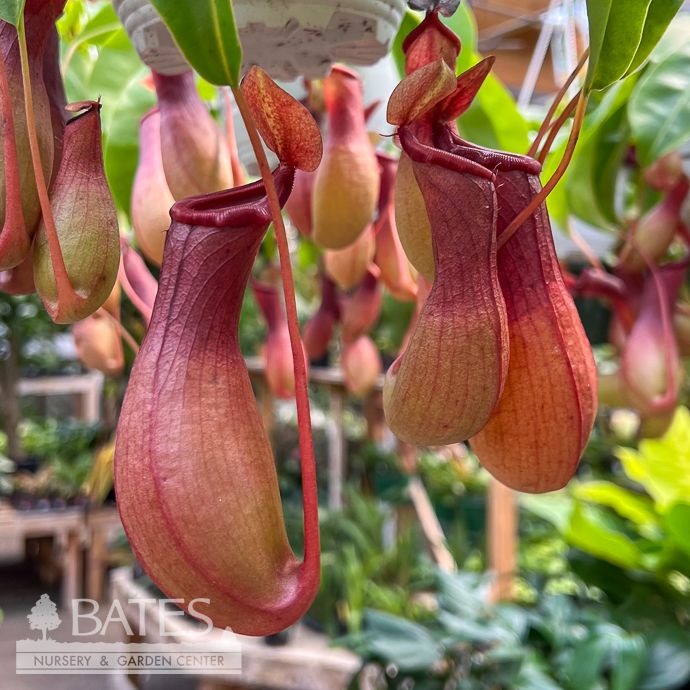 6hb! Carnivorous Nepenthes Alata / Pitcher Plant /Tropical
