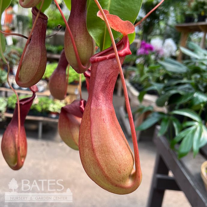 6hb! Carnivorous Nepenthes Alata / Pitcher Plant /Tropical