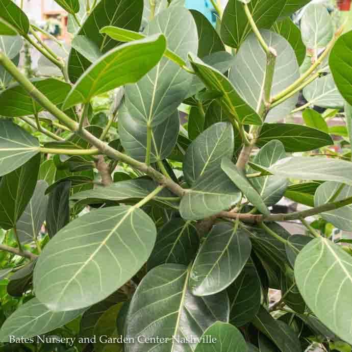 8p! Ficus Audrey Bush /Tropical