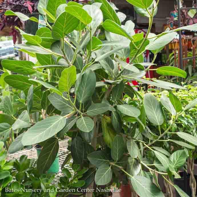 8p! Ficus Audrey Bush /Tropical