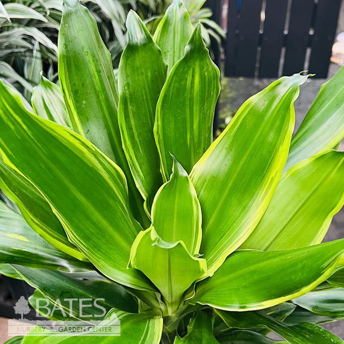 10p! Dracaena steudneri Gold Dream Cane 3.2.1 /Tropical