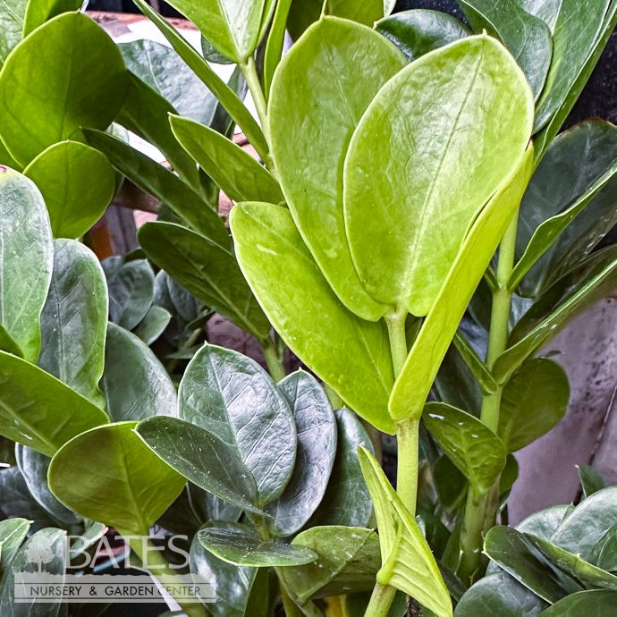 10p! Zamioculcus Midori ZZ Plant /Tropical