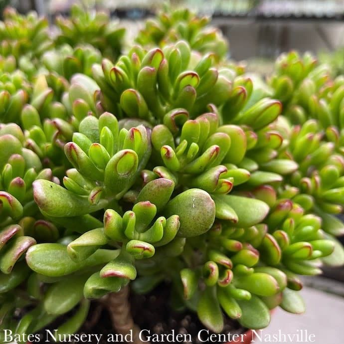 14p! Crassula Jade Gollum Character /Jade Plant Succulent /Tropical