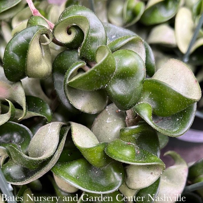 8hb! Hoya Hindu Rope Hanging Basket /Tropical