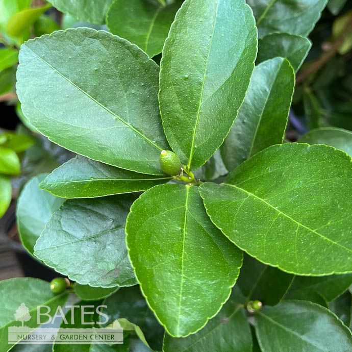 Edible 8p!/#1 Citrus Persian/ Dwarf Bush Lime - No Warranty