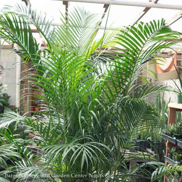 17p! Palm Dypsis lutescens / Areca Palm 8'+ /Tropical