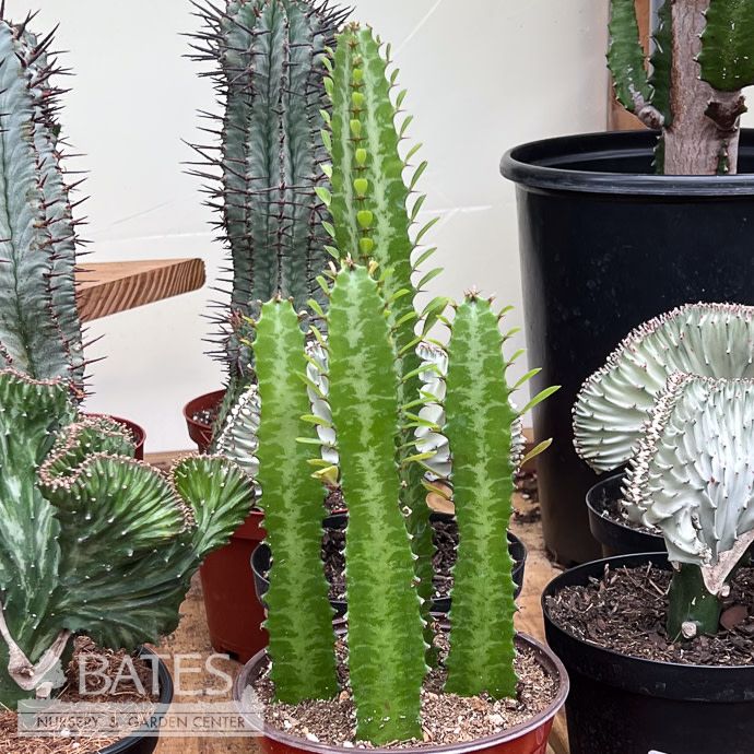 12p!/#5 Cactus Euphorbia Trigona Green / African Milk Tree /Tropical