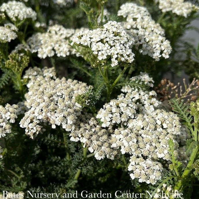 #1 Achillea mill New Vintage White/ Yarrow Native (TN)