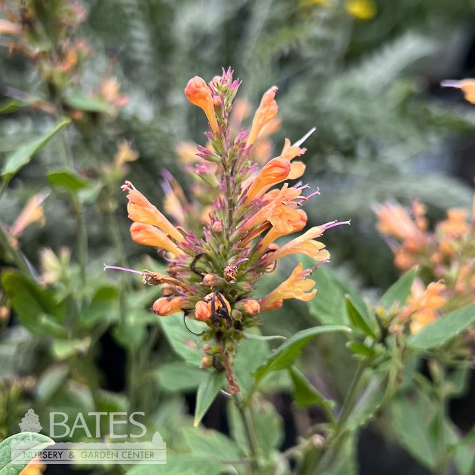 #1 Agastache x Honeysticks Ember/ Hummingbird Mint