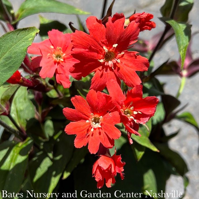 #1 Lychnis sieboldii Lipstick/ Maltese Cross