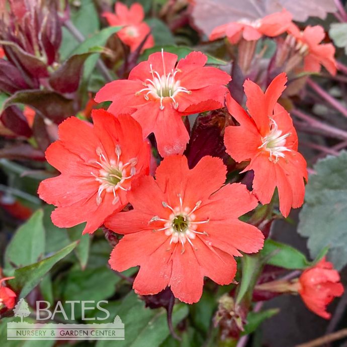 #1 Lychnis sieboldii Lipstick/ Maltese Cross