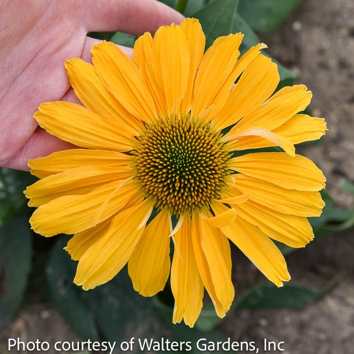 #1 Echinacea x PW Color Coded 'One in a Melon'/ Yellow Coneflower