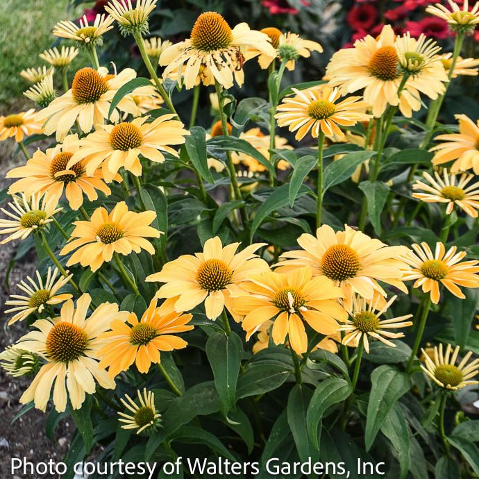 #1 Echinacea x PW Color Coded 'One in a Melon'/ Yellow Coneflower