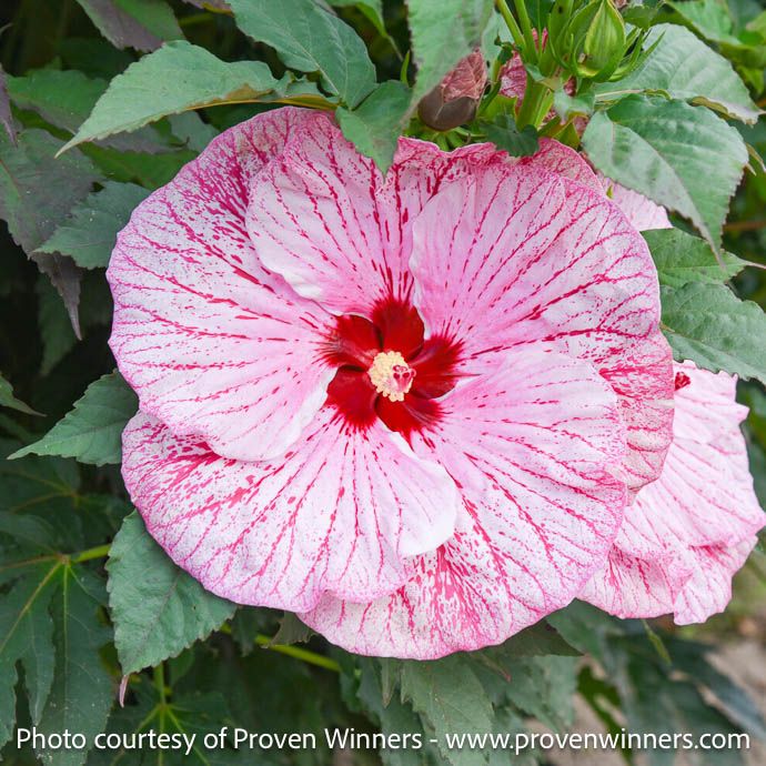 #2  Hibiscus x PW Summerific 'Glitter Bomb'/ Peppermint Pink w Red Eye Hardy