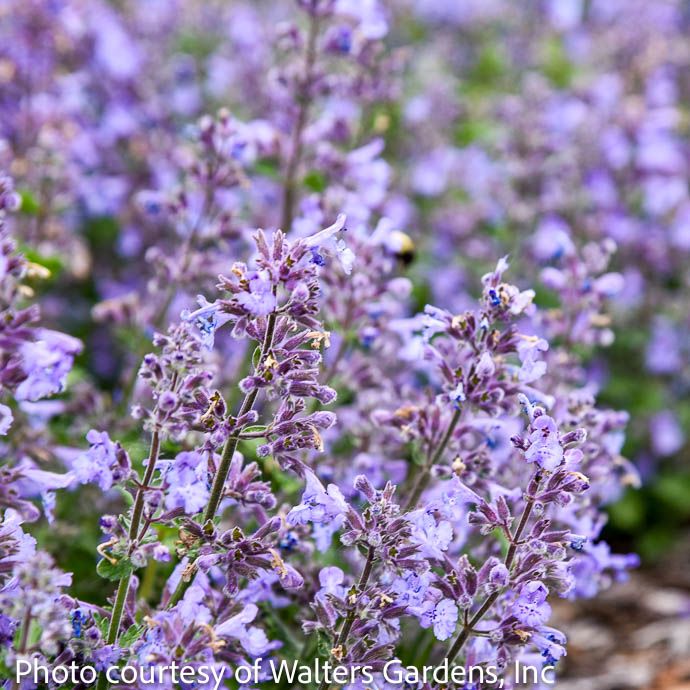 #1 Nepeta x PW Catwalk Queen/ Catmint