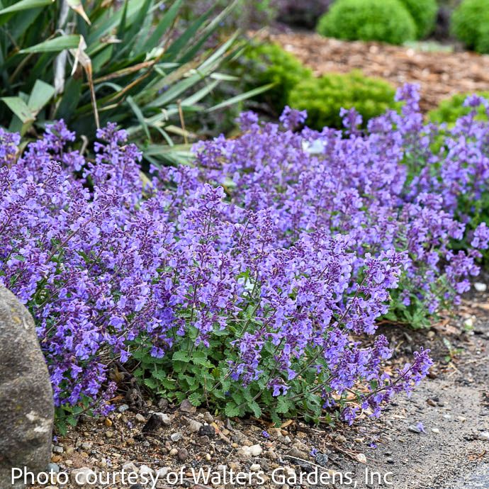 #1 Nepeta x PW Catwalk Queen/ Catmint