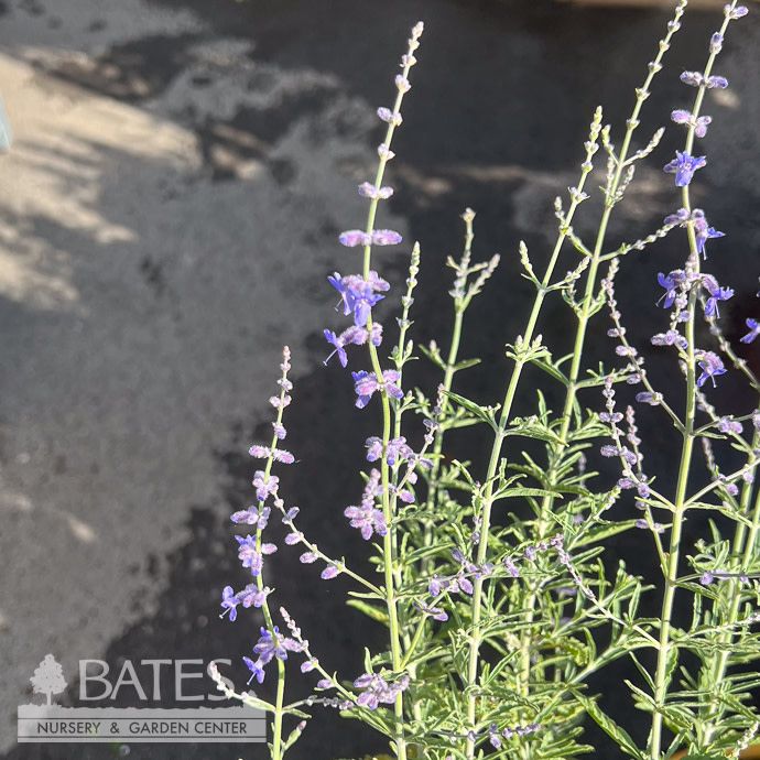 #1 Perovskia atrip Jelena/ Compact Russian Sage