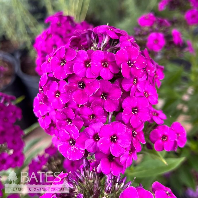 #1 Phlox pan  Early 'Magenta'/ Compact Upright Native (TN)