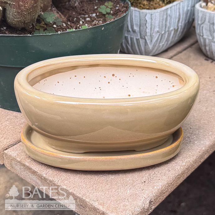 Pot Bonsai Pot w/Saucer Sml 6.5x4.75 Asst