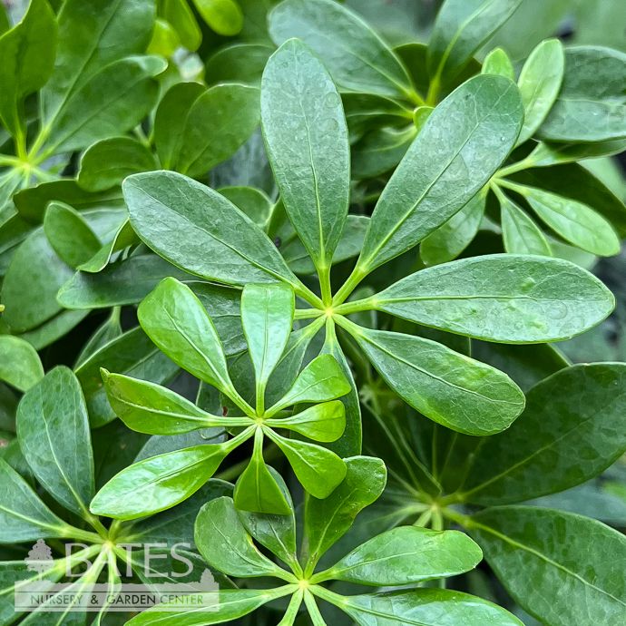 6p! Schefflera Arboricola Butterball Green Bush /Tropical