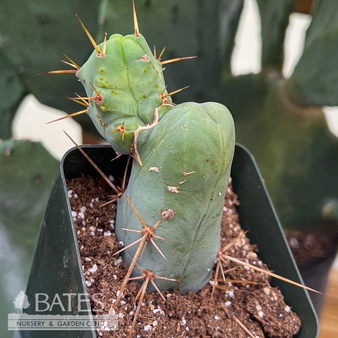 4p! Cactus Trichocereus Bridgesii Monstrose /Tropical