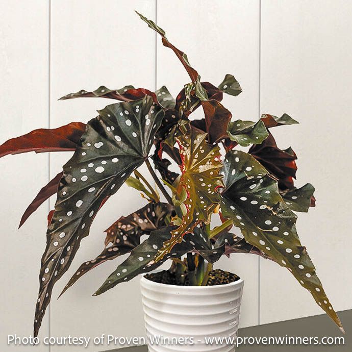 4p! Begonia Black Forest /Tropical