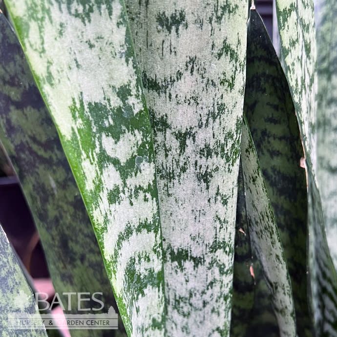 12p! Sansevieria Peppermint /Snake Plant /Mother-in-Law Tongue /Tropical