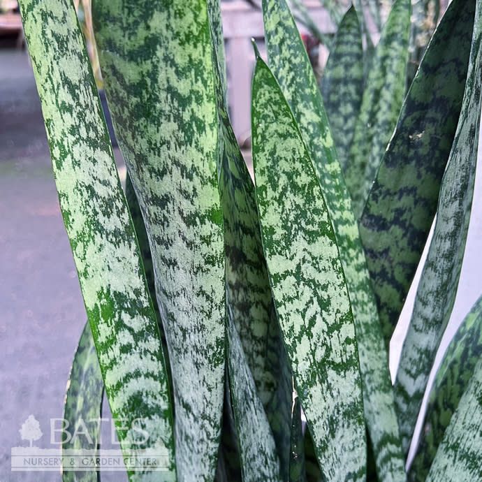 12p! Sansevieria Peppermint /Snake Plant /Mother-in-Law Tongue /Tropical