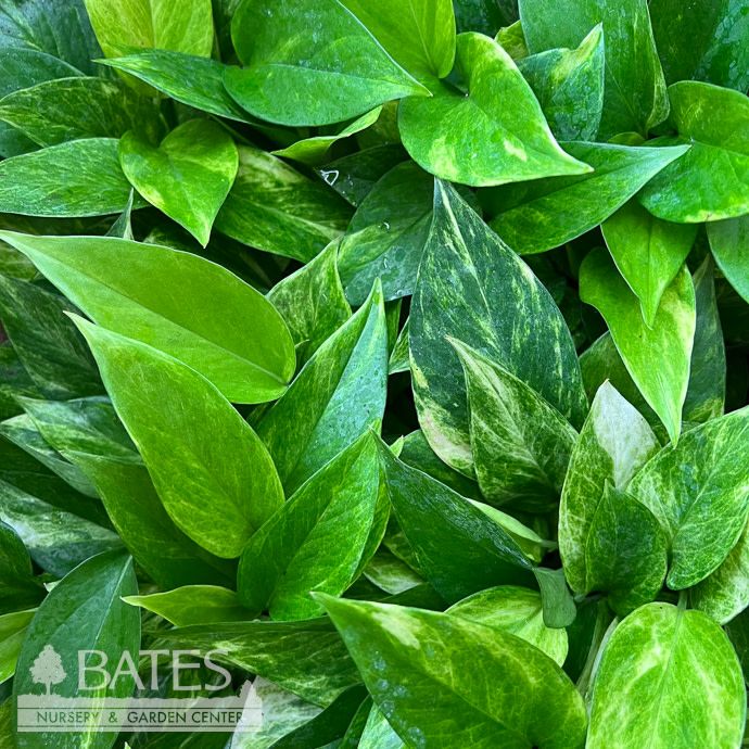 4p! Pothos Neon Queen /Devil's Ivy /Tropical