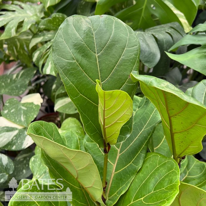 6p! Ficus Lyrata Suncoast Bush / FiddleLeaf Fig /Tropical - No Warranty