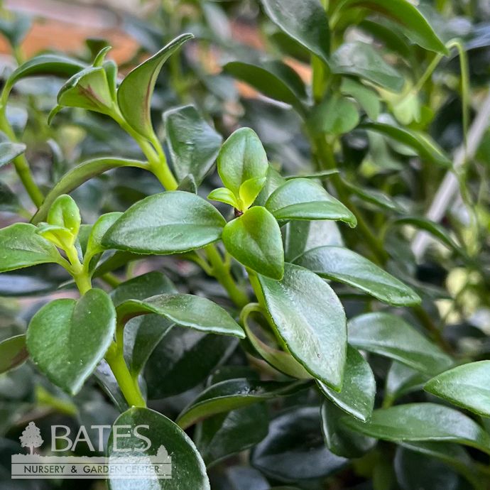 8hb! Columnea /Gries Miami Goldfish Plant Hanging Basket /Tropical