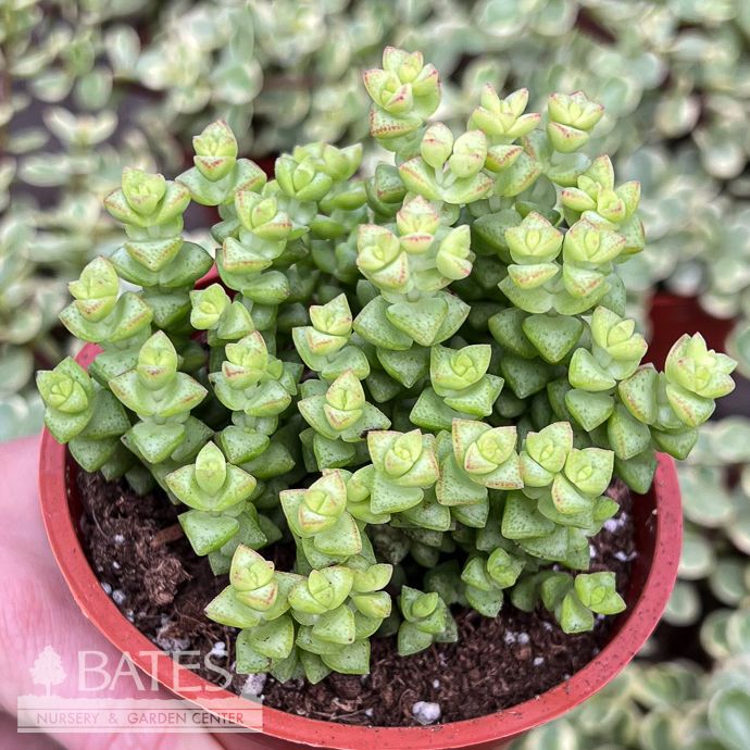 4p! Crassula Tom Thumb /Jade Plant Asst Succulent/ Tropical