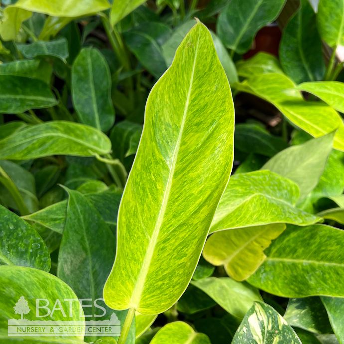 4p! Philodendron Calkins Gold /Tropical