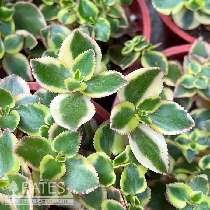 4p! Crassula Comet /Jade Plant Asst Succulent/ Tropical